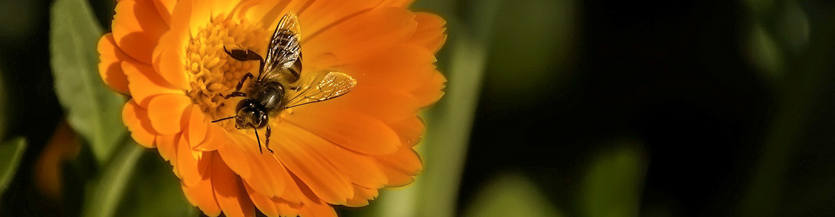 Bee (Photo by Donvirko/Pixabay)