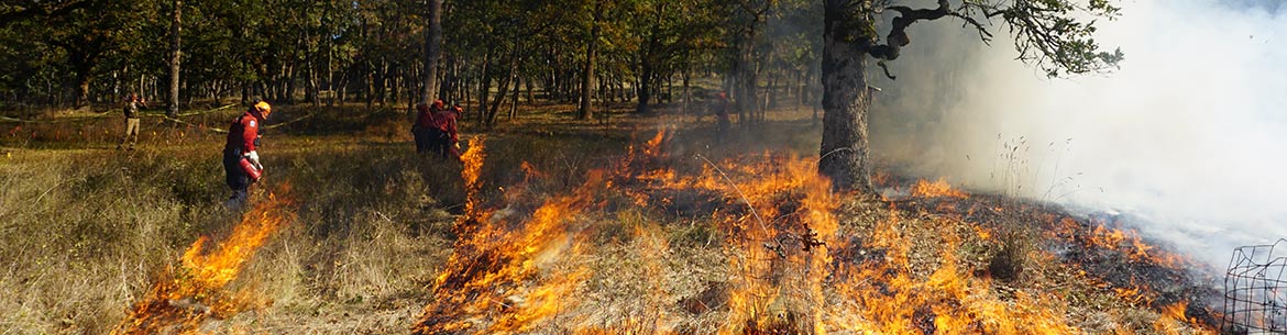 Prescribed burn at Cowichan Garry Oak Preserve (Photo by NCC)