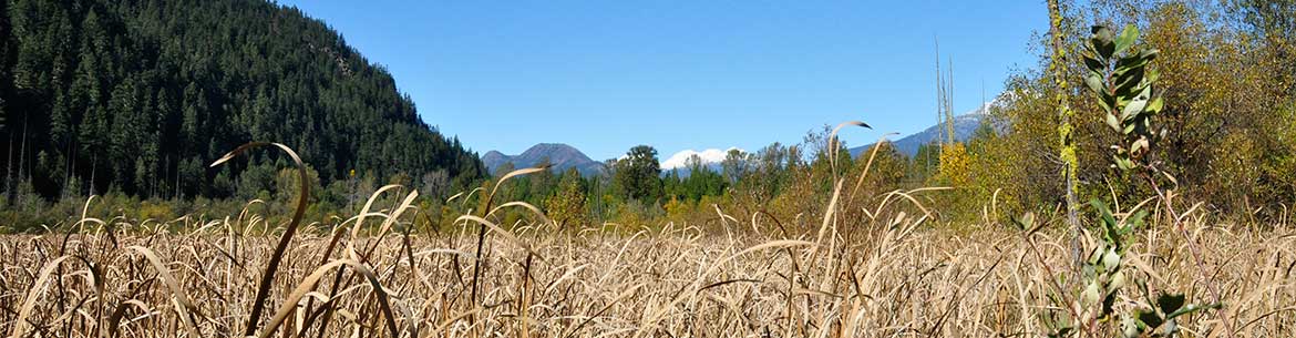 Marsh grasses on the Ryan River conservation area (Photo by NCC)