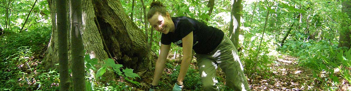 Conservation Volunteer removing periwinkle (Photo by NCC)