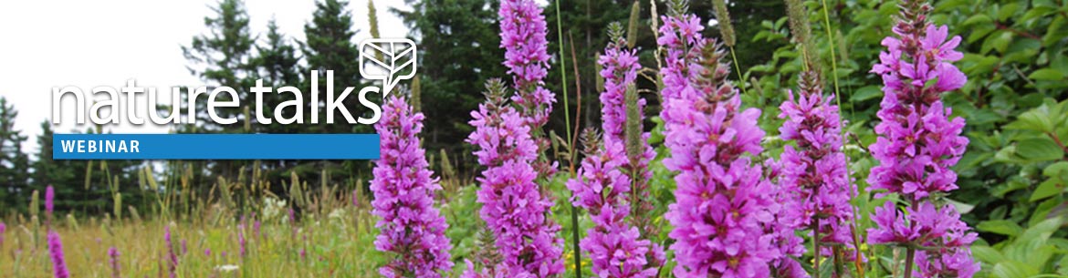 Invasive purple lossestrife in Pointe_Verte-Pierre QC; Photo by Mike Dembeck