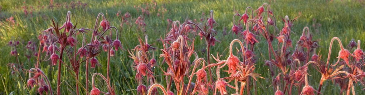 Prairie smoke on the Carden Alvar (Photo by Ethan Meleg)