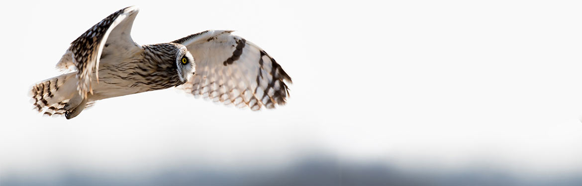 Short-eared owl (Photo by Tony Campbell)