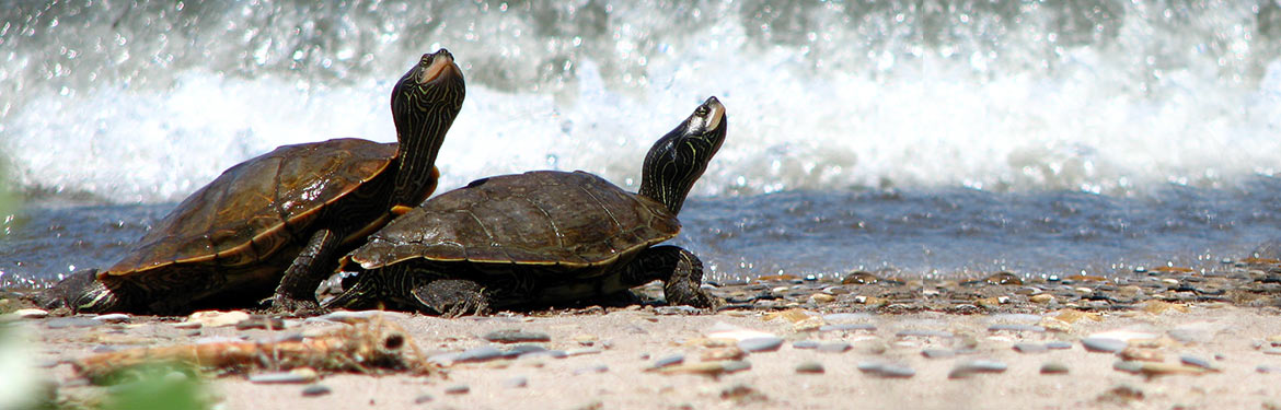 Northern map turtles (Photo by Ryan M Bolton)