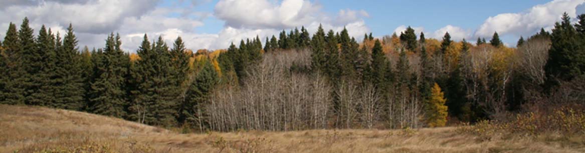 A grassland in the Riding Mountain Natural Area (Photo by NCC)