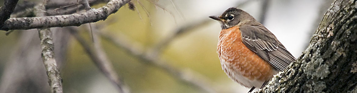 American robin (Photo by Gordon Prince)