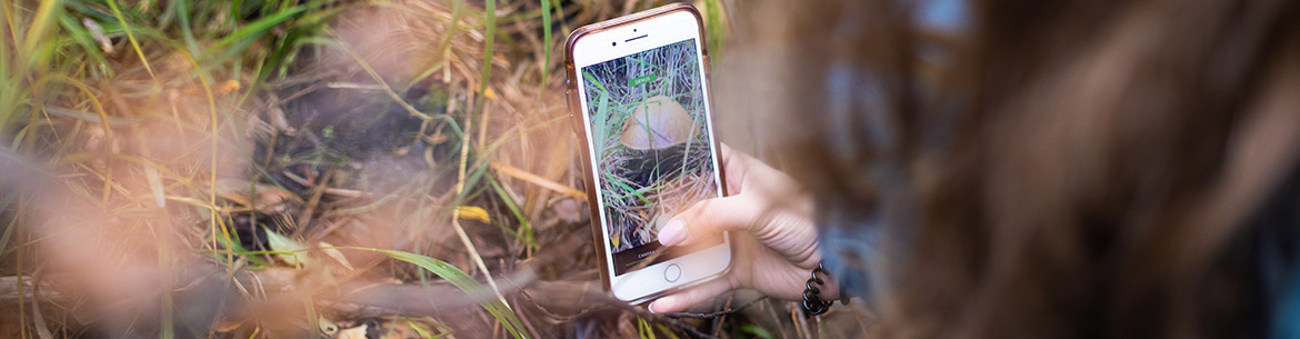 Volunteer capturing data with a smartphone at a NCC BioBlitz event (Photo by Brent Calver)