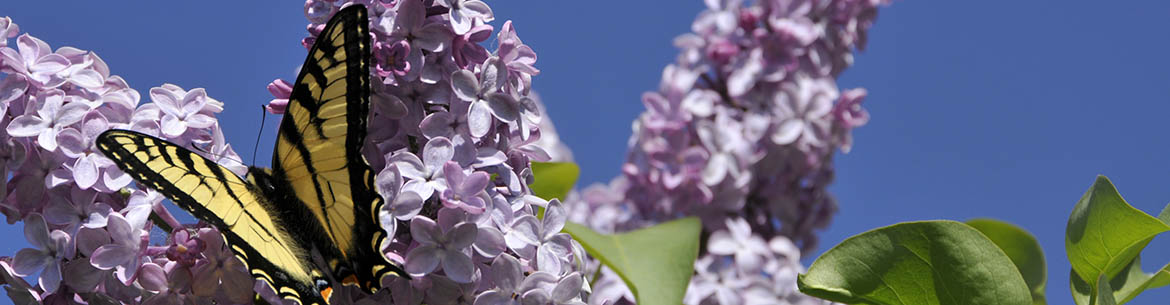 Butterfly in the lilac, Frolek Ranch, BC (Photo by NCC) 