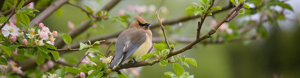 Cedar waxwing (Photo by Bill Caulfeild Browne)