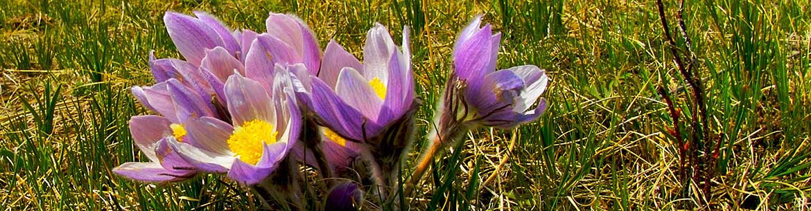 Crocus and mountains, AB (Photo by Karol Dabbs)