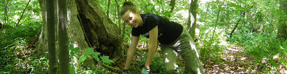 Conservation Volunteer removing periwinkle, Lathrop Property, ON (Photo by NCC) 