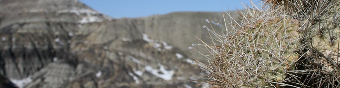 Horseshoe Canyon, AB (Photo by NCC)  
