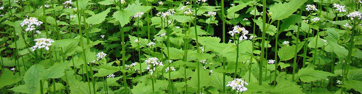 Invasive garlic mustard (Photo by NCC)