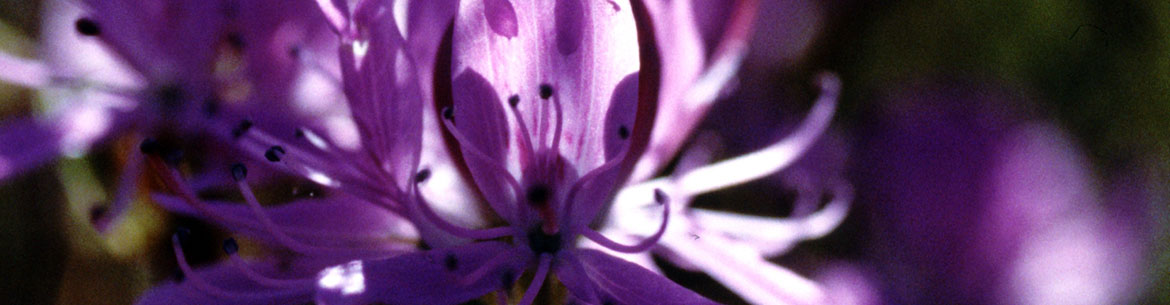 Rhodora (Photo by Jean Isaacs)