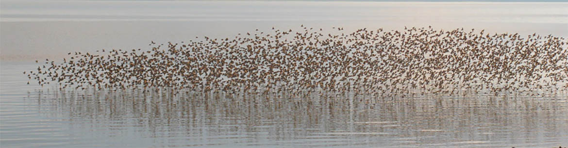 Semipalmated sandpipers, Avonport NS (Photo by Christine Gilroy) 