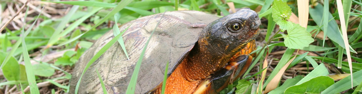 Wood turtle (Photo by Joe Crowley)