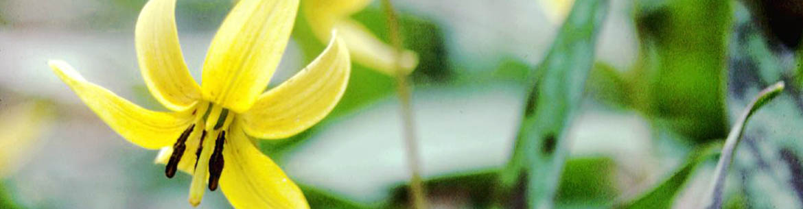 Yellow trout-lily (Photo by Jean Isaacs)