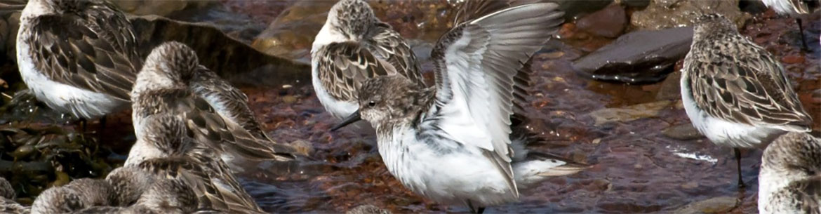 Semipalmated sandpiper, Johnson's Mills, NB (Photo by NCC)