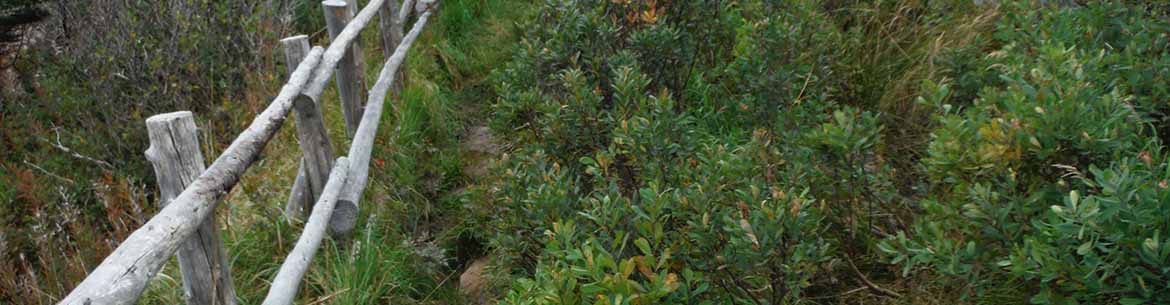 The Maddox Cove Nature Reserve (Photo by NCC)