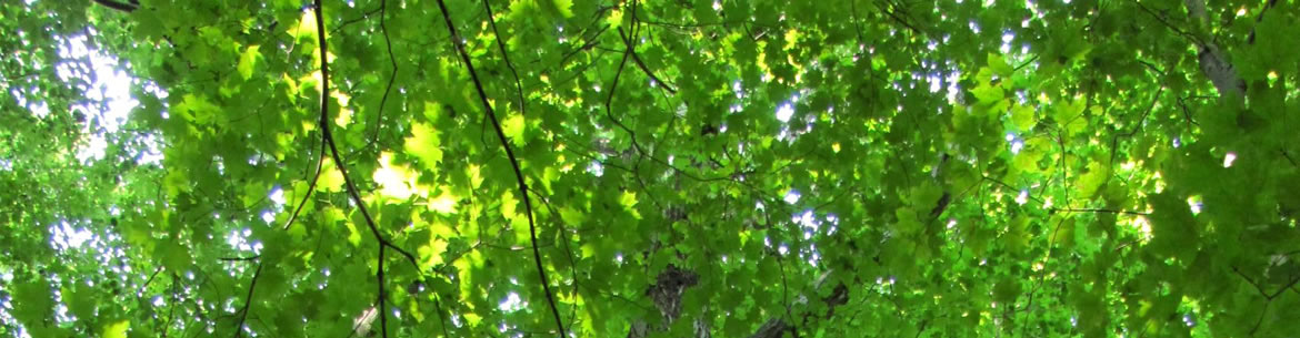 Backus Woods Addition, Southern Norfolk Sand Plain, ON (Photo by NCC)