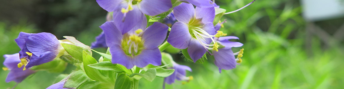 Van Brunt’s Jacob’s-ladder (Photo by Joanie Bélanger, BEA)
