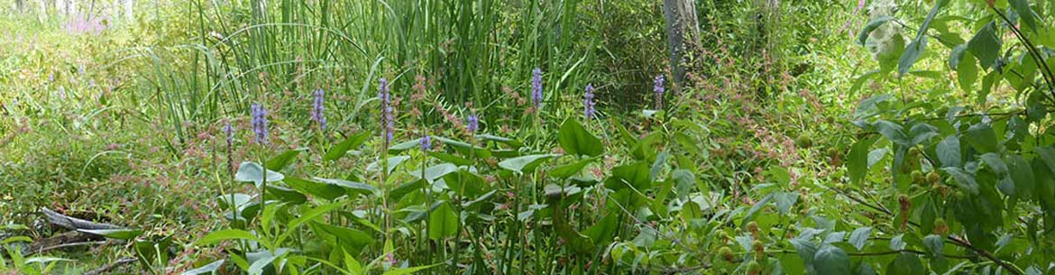 Decodon, pontederia and buttonbush (Photo by Caroline Tanguay/NCC)