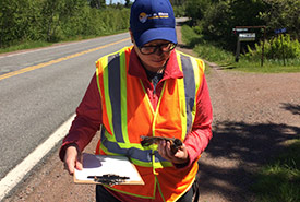 Documenting roadkill helps me investigate the interactions between wildlife and roads in the Chignecto Isthmus (Photo by NCC)