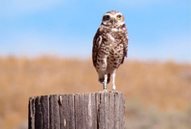 A burrowing owl keeps an eye on volunteers on the Sage and Sparrow Conservation Area in the South Okanagan, BC (Photo by Dianne Bersea)