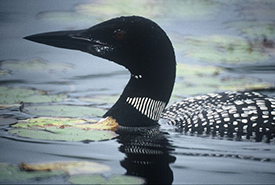 Common loons moult their feathers, starting at the base of their bills, before autumn migration in September. (Photo by Robert Alvo)